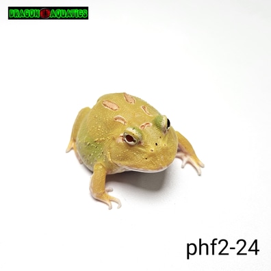 Frogs For Sale MorphMarket Europe